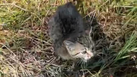 Bartın'da su kanalına düşen yavru kedi polis ekiplerince kurtarıldı