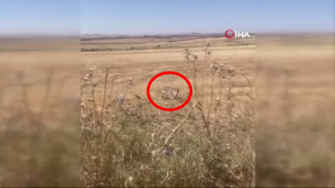Diyarbakır'da 1 tanesi doğada çalılıkların arasında ortaya çıktı. 1 tanesini gören vatandaşlar yanlarına yaklaşınca resmen korkunç detayı fark etti
