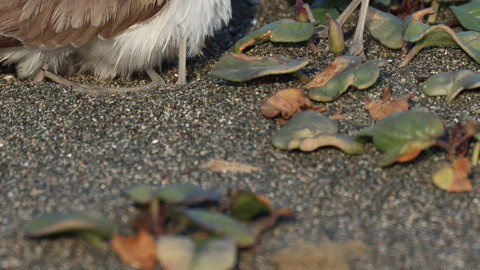 Afrika'dan 1000'lerce yol gittikten sonra Hatay'dan Türkiye'ye giriş yaptı! Kendisi ve 4 yavrusuyla ilk kez görüntülendi