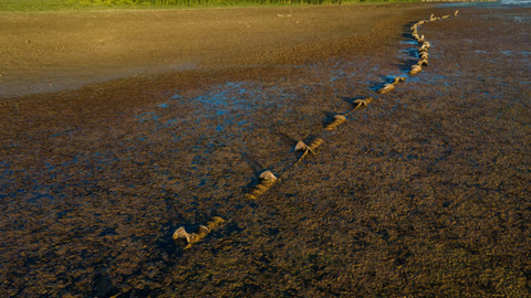 Konya’daki Çavuşçu Gölü’nde su seviyesi alarm veriyor. Kuraklık ekosistemi tehdit ediyor