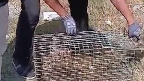Yalova'da bir evin bahçesinde 1 kez görüldü. 2'nci kez gelmesinin ardından vatandaşlar panik yaptı acilen kafes getirildi