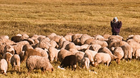 Muş'ta 150'den fazla koyun, çobanın arkasından meraya ilerliyordu. Çoban bir anda kafasını geriye döndürünce korkunç manzarayı gördü