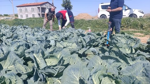 Afyonkarahisar’da lahana üretim alanlarında yaprak güvesi zararlısı görüldü