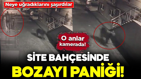 Site bahçesinde bozayı paniği! Neye uğradıklarını şaşırdılar: O anlar kamerada