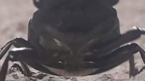 Tunceli’de doğada 1 tane görüldü... Ama 1 tanesi bile çok önemli dokunanın 557.000'i yanar