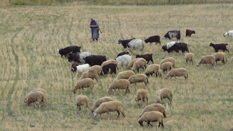 Tunceli'de 200'den fazla koyununu otlatan çobanın karşısına doğada bir anda çıktılar. Çoban tam 1 adım attıktan sonra resmen korkunç olay oldu - Resim: 1