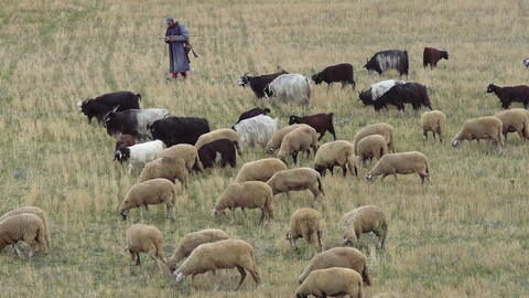 Tunceli'de 200'den fazla koyununu otlatan çobanın karşısına doğada bir anda çıktılar. Çoban tam 1 adım attıktan sonra resmen korkunç olay oldu