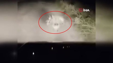 Elazığ'da 1 tanesi sürücünün önüne gece karanlığında çıkıp yine karanlığa daldı. 1 tane yaratığı resmen karşısında gördü ama normalde Doğu Afrika'da yaşıyor