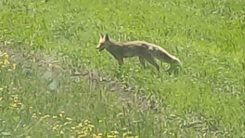 Ardahan'da yırtıcı doğada tek başına ortaya çıktı. Yaptığı hareket dikkat çekti, gerçek yaklaşılınca anlaşıldı