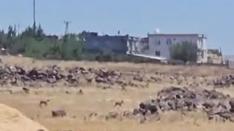 Şanlıurfa'da 2 tanesi kırsal kesimde birlikte ortaya çıktı. Vatandaşlar onları görür görmez hemen kayda aldı