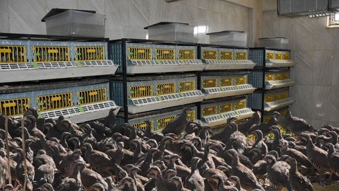 Kene ile doğal mücadele: Her yıl yüzlercesi doğaya bırakılıyor