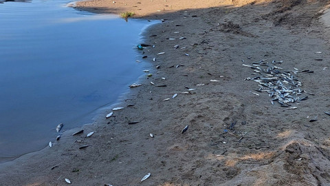 Side’de denize dökülen su kanalında yüzlerce ölü balık kıyıya vurdu, inceleme başlatıldı