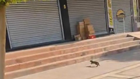 Minibüsten gelen acı miyavlama sesleri harekete geçirdi Şoförün yaptığı hareket alkış topladı