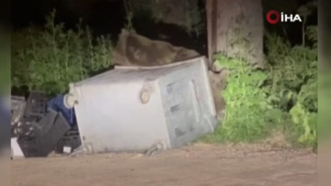 Uludağ’da panik anları! Aç kalan ayı yerleşim alanına indi, ortalık karıştı