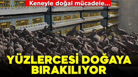 Kene ile doğal mücadele: Her yıl yüzlercesi doğaya bırakılıyor