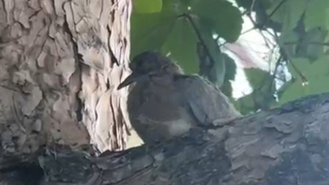 Çankırı’da sıcak havada bitkin düşen kuşa esnaf yardım etti