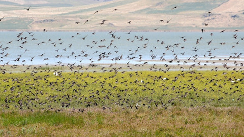 Muş'tan 1000'lercesi akın akın Türkiye'ye giriş yaptı... Muş'tan çıkıp Afrika'ya doğru hep birlikte hücum edecekler