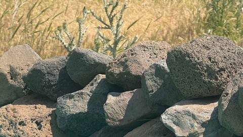 Ağrı'da 1 kez bile ortaya çıksa herkes heyecanlanıyordu... Sert kayalıkların arasından fırlayıp avını mideye indirirken görüntülendi