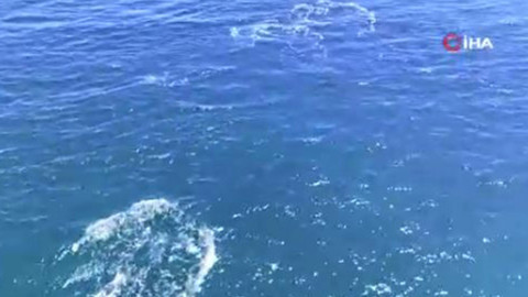 Marmara'da sayıları her geçen gün artmaya başladı. Sürü halinde birlikte ortaya çıktılar