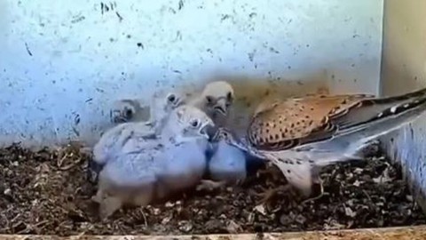 Vahşi doğanın korkunç yüzü. 4 tane kardeşten 1 tanesinin parçalayıp diğerlerine yem etti