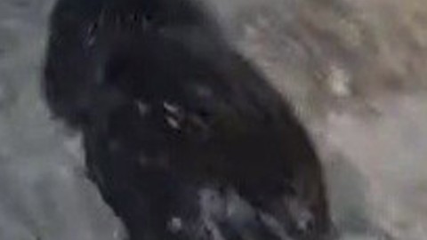 Marmara'da yakında 1 tanesini bile görmek imkansız olacak. İnsan görünce kaçan siyah hayvan hemen gözden kayboldu