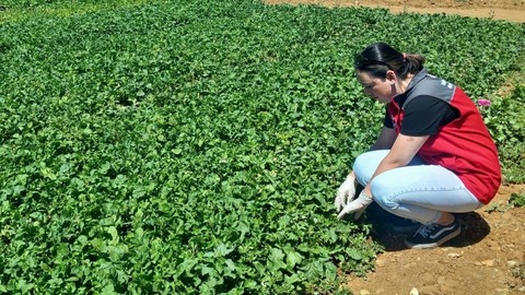 Muğla'da hasat öncesi tarım ürünlerinde kalite kontrol yapılıyor