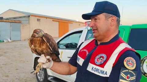 Yozgat’ta yaralı şahin jandarmanın şefkatli ellerinde kurtarıldı
