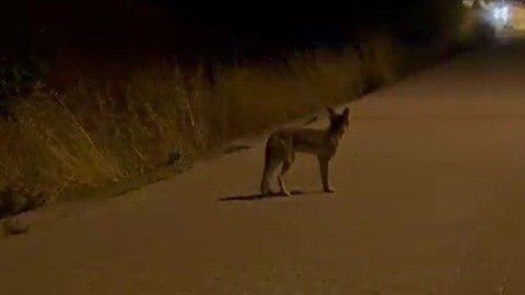 Karabük Eflani ve Safranbolu’da yola çıkan domuz sürüsü ve tilki kamerada