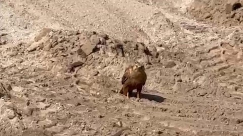 Nevşehir’de toprakta bir anda belirdi. Önce 1 tanesiyle sonra da diğer yırtıcıyla karşı karşıya geldi