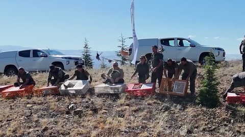 Kırıkkale'de 500 tanesi birer birer doğaya salındı... 500 tanesi yakın bir zamanda her tarafa dağılıp Marmara'yı bile koruyac