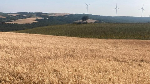 Tekirdağ’da yaşanan dolu yağışı buğday ve ayçiçeği tarlalarını vurdu