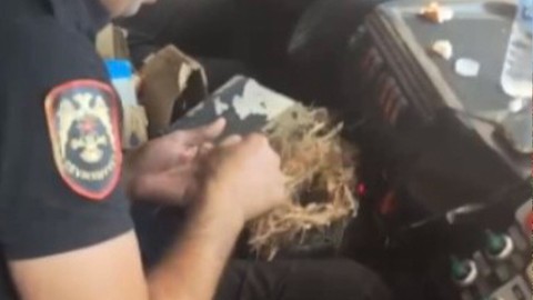 Hatay’da yangının ortasında kalan kuş yuvasını polis ekipleri kurtardı