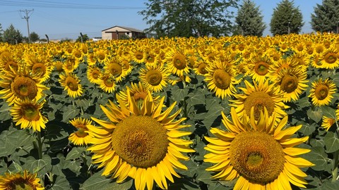 Tekirdağ Hayrabolu’da ayçiçeği tarlaları doğa fotoğrafçılarının ilgisini çekiyor