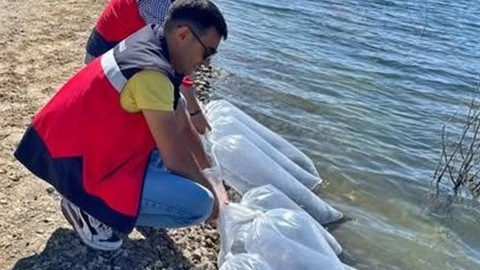 Kütahya’da 118.000 tanesi doğayla buluşturuldu. Saniyeler içerisinde her yerdeydiler