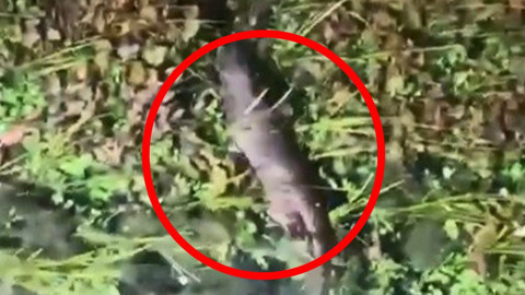 Muğla'da 1 tanesi doğada çalılıkları yarıp geçtiği sırada görüntülendi. Yakında onu 1 kez bile Türkiye'de görmek zor olacak