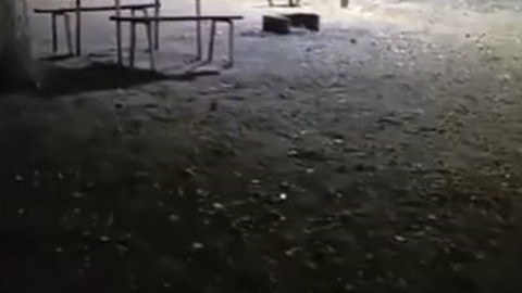 Bursa'da sürü halinde aç kaldılar. Ürkütücü yerde ortaya çıktılar