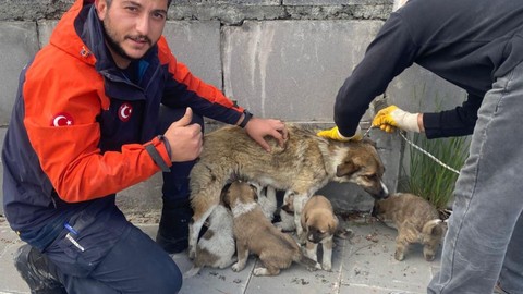 Kars'ta havalandırma boşluğuna düşen 6 köpek yavrusu titizlikle kurtarıldı