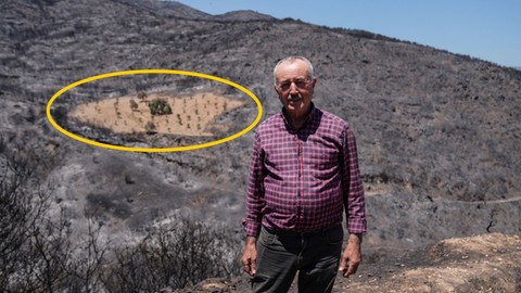 Etrafındaki araziler küle döndü, bir tek orası yangından etkilenmedi! İzmirli çiftçi Ahmet Türk konuştu: "Emeğimin karşılığını aldım"