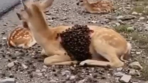 Doğada 1 tane hayvanı yol kenarında gördü. 1 tane hayvanın yanına gidince resmen 1000'lercesini korkunç şekilde üstünde fark etti