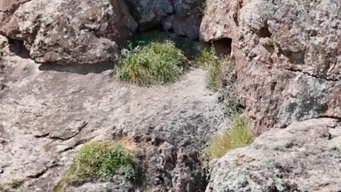 Erzincan’da koruma altındaki hayvanlar en doğal halleriyle görüntülendi