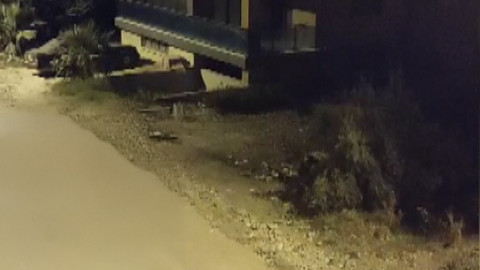 Hatay Samandağ şehir merkezinde 10 tanesi birden görüntülendi