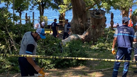 Kocaeli'de akılalmaz olay! Çınardan kopan dal can aldı: O anlar kamerada