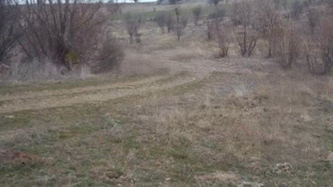 Çankırı'da ormanın gizli sahipleri ilk kez böyle sürü halinde görüntülendi