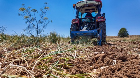 Dünya çapında ünlü Taşköprü sarımsağında hasat başladı, fiyatlar belli oldu