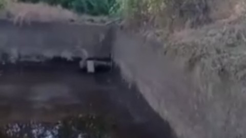 Elazığ’da doğada bir tanesini dahi görmek zorken bir ana sulama kanalının orda orta çıktı