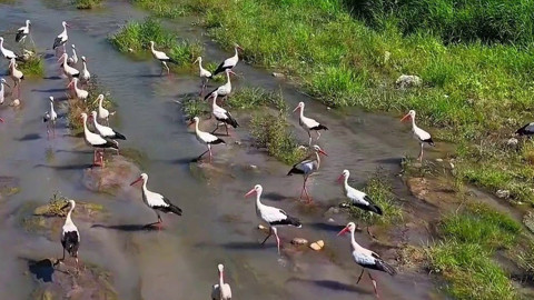 Karabük’te leylek sürüsüyle birlikte avlanan pelikan dronla görüntülendi
