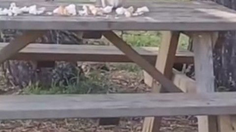 Piknik yapan ailenin sofrasına sürpriz konuk… O anlar yüzleri güldürdü