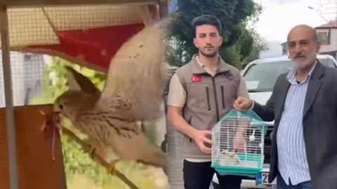 Iğdır’da bulunan kerkenez yavruları, bakımlarının ardından doğaya bırakıldı