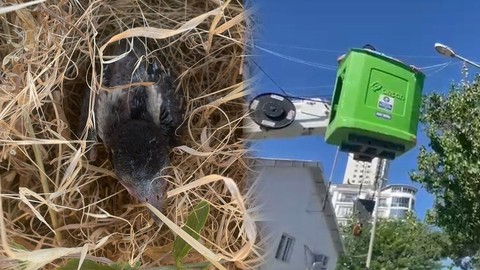 Tunceli’de iletkenlere dolanan leylek yavrusu ve Elazığ’da düşen kuş kurtarıldı