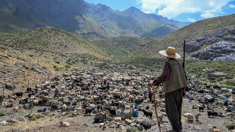 Hakkari Yüksekova’da 3 bin 400 metrelik yaylada zorlu sağım mesaisi sürüyor